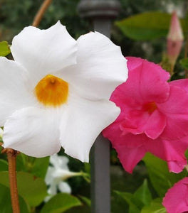Dipladenia Plant