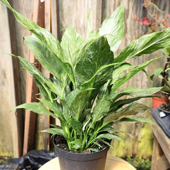 variegated foliage on peace lily indoor plant