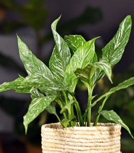 Domino Variegated Peace Lily