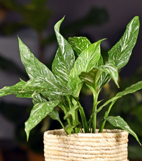 Domino Variegated Peace Lily
