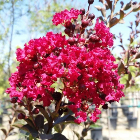 a closer look at the deep pink flower clusters of the double feature crape myrtle
