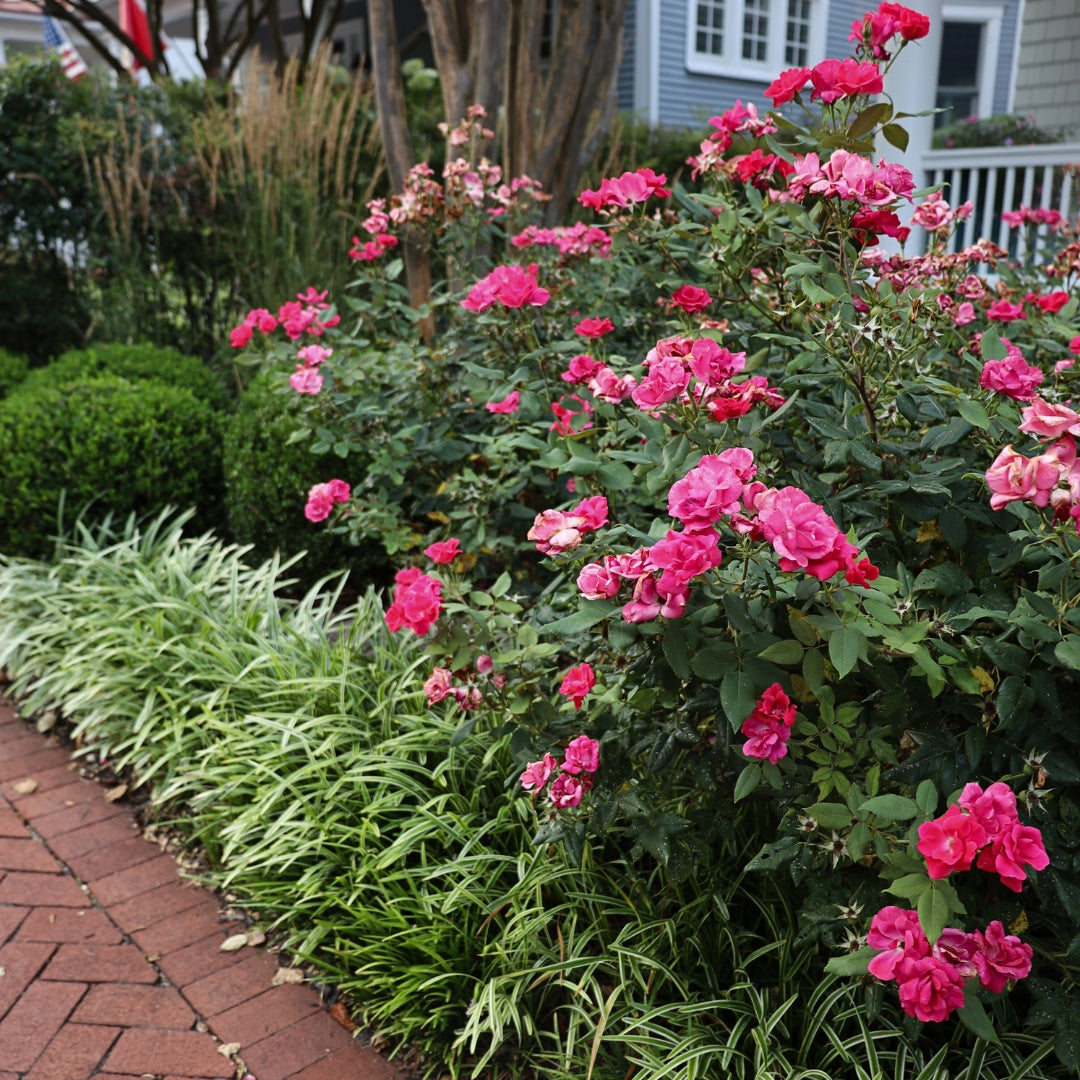 knock out rose bush seeds Double Red Knock Out® Rose