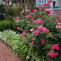 double red knockout rose in the landscape