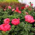 double red peonies