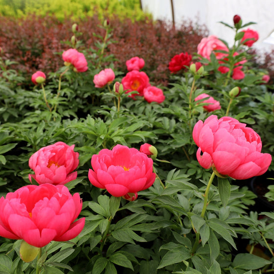 double red peonies