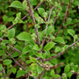 doublefile viburnum in early spring