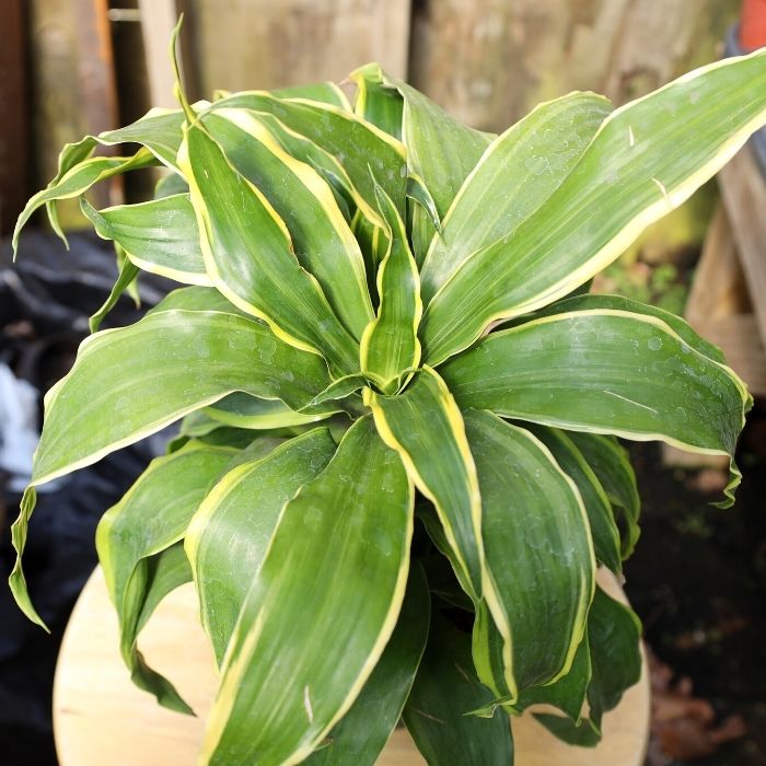 6'' Dracaena Dorado