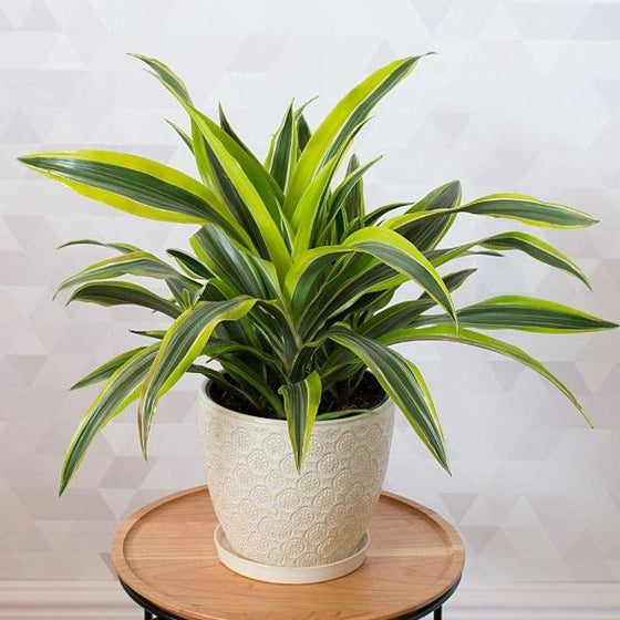 Lemon Lime Dracaena in elegant white pot