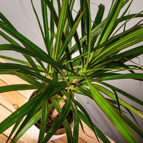 top heavy foliage of potted Dracaena Marginata