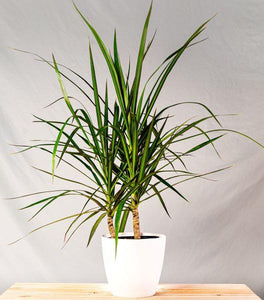 Dracaena Marginata