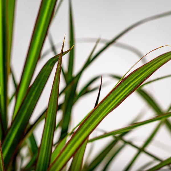 dracaena marginata fungus Dracaena Marginata