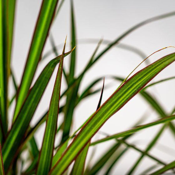 close up of flat waxy Dracaena Marginata foliage