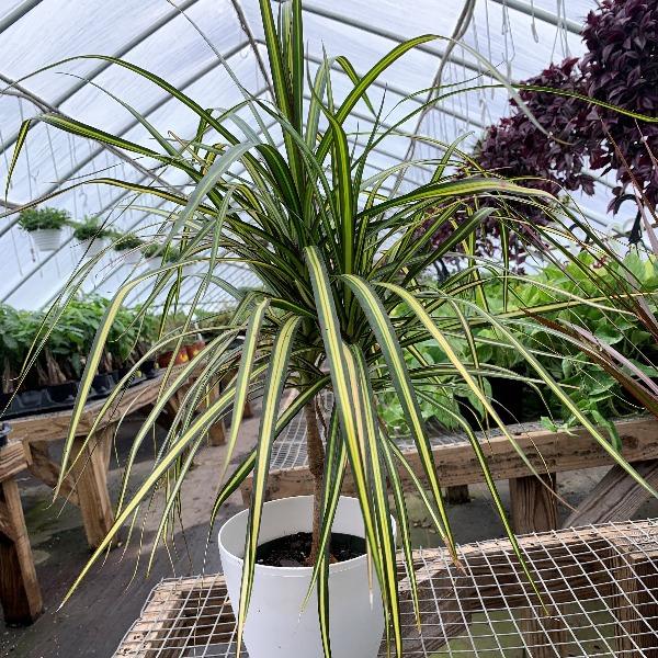 dracaena acaulis Dracaena Marginata Kiwi