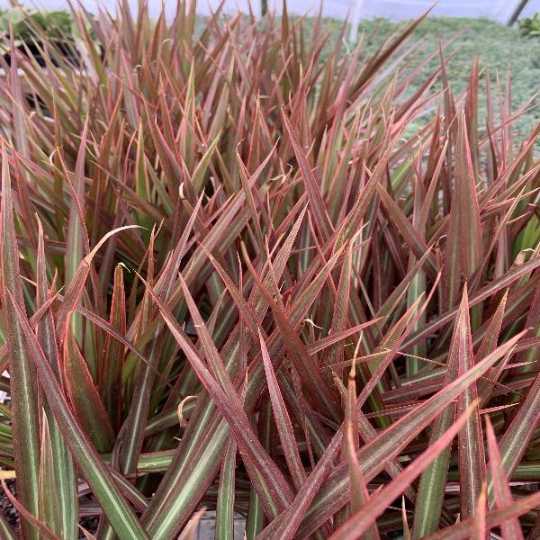 red edged dracaena marginata Dracaena Marginata Magenta