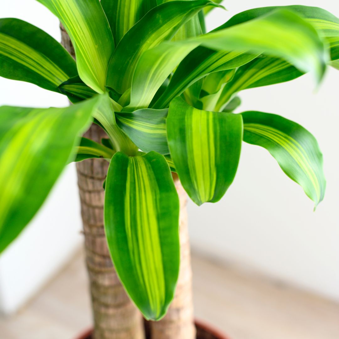 dracaena white bird cane Buy Dracaena Mass Cane Plants Online