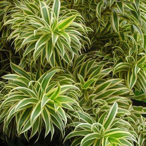 dracaena latin Dracaena Song of India
