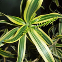 axilliary spike with small inconspicuous flowers on pleomele song of india