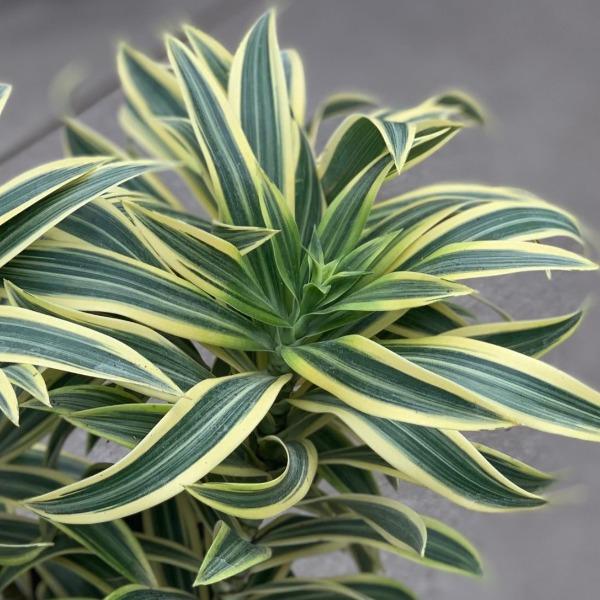 dracaena plant in hindi Dracaena Song of India Plants for Sale