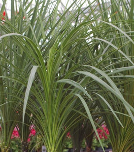 Dracaena Spike
