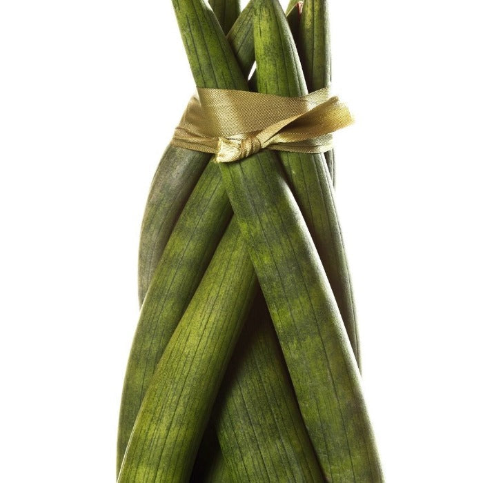 sansevieria dragon fingers Dragon Fingers Snake Plant for Sale