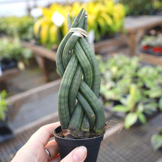 Dragon Fingers Snake Plants braided low light plant