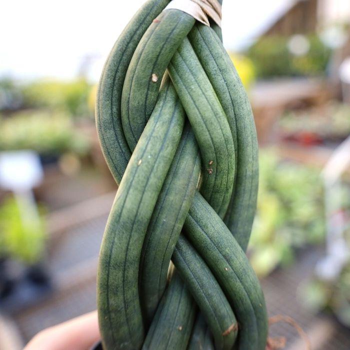 dragon fingers snake plant care Dragon Fingers Snake Plant for Sale