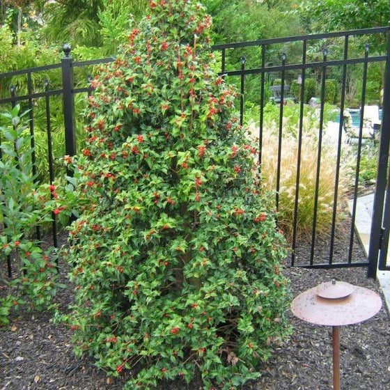 established dense Dragon Lady Holly in mulched yard in front of elaborately landscaped backyard