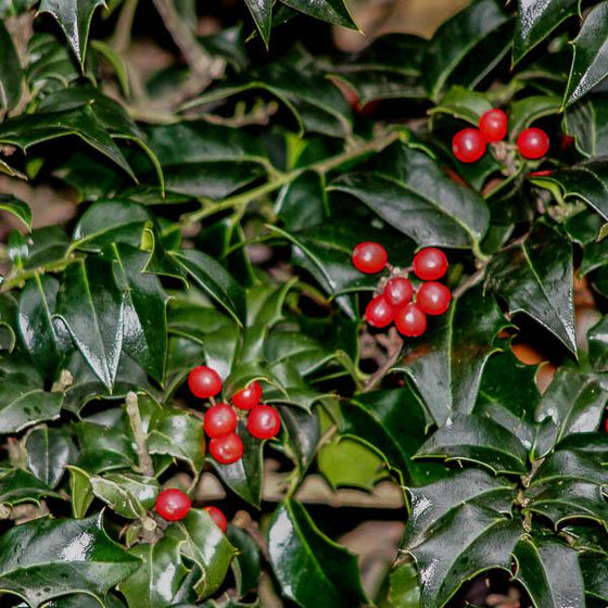 close up pictures of the red berries against forrest green Dragon Lady Holly tree foliage