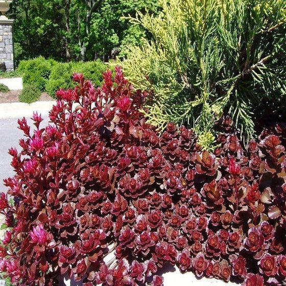 Dragons Blood Sedum dark red color