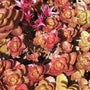 Dragons blood sedum starts out green and ages to a deep red color