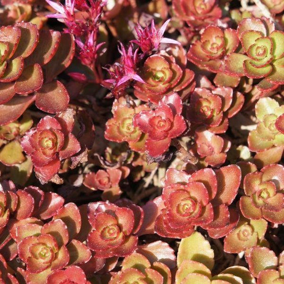 Dragons blood sedum starts out green and ages to a deep red color