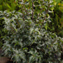 close up view of shiny pointed evergreen foliage on dragon lady holly