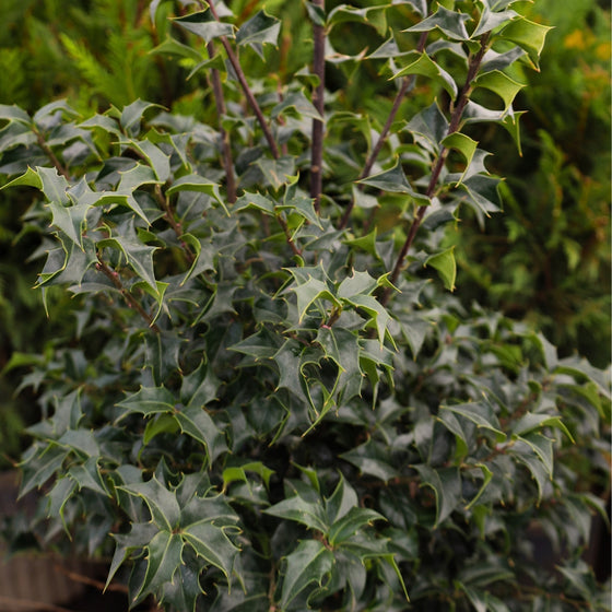 close up view of shiny pointed evergreen foliage on dragon lady holly