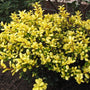 Drops of gold holly brightens up the landscape