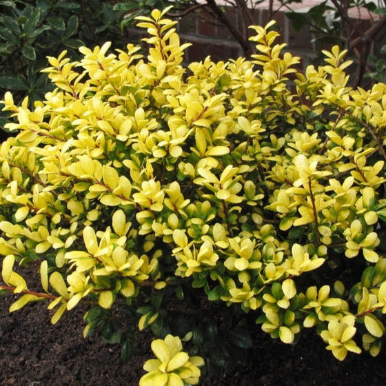 Drops of gold holly brightens up the landscape