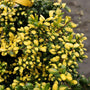 green and yellow leaves of drops of gold holly