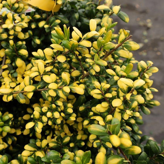 green and yellow leaves of drops of gold holly