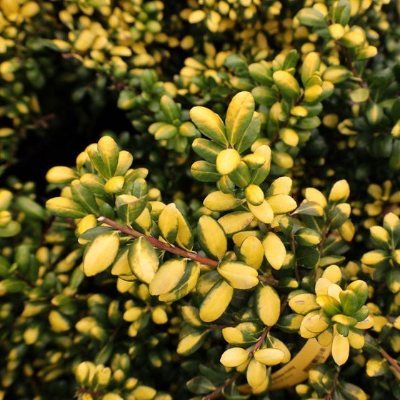 green and yellow leaves of drops of gold holly