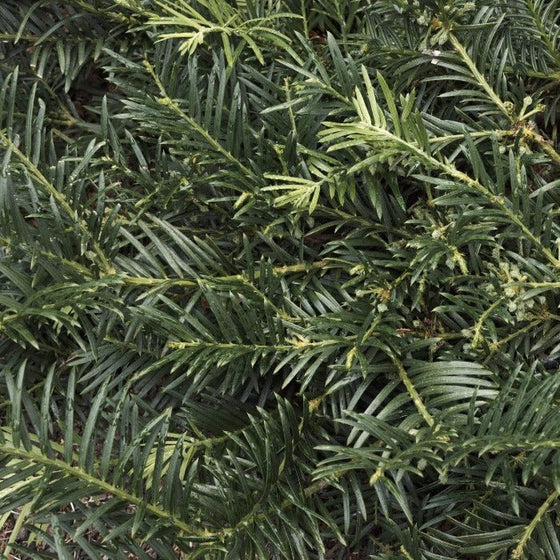 A close up on a Yew Japanese Plum Duke Gardens with its vigorous deep green foliage