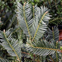 Yew Japanese Plum Duke Gardens with evergreen foliage