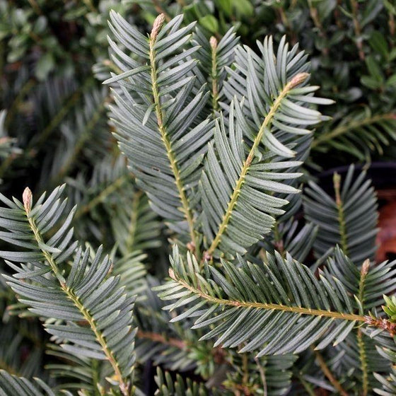Yew Japanese Plum Duke Gardens with evergreen foliage