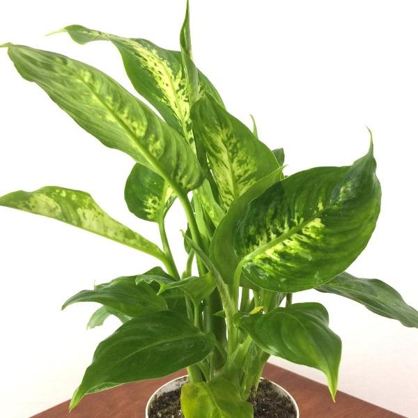 dieffenbachia dumbane plant Dumb Cane Plants