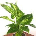 Close up of Dumb Cane Plant
