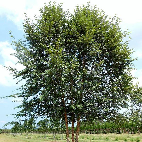 Dura Heat River Birch tree