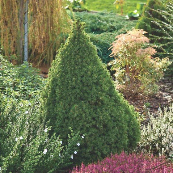 Dwarf Alberta Spruce specimen