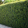 Dwarf Burford Holly being used as a mid-sized Hedge