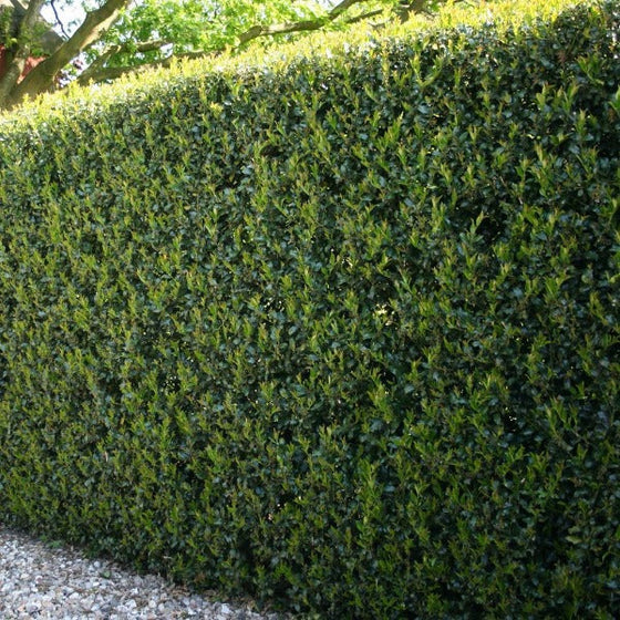 Dwarf Burford Holly being used as a mid-sized Hedge