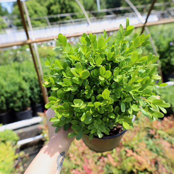 Dwarf English Boxwood shrub in one-gallon pot