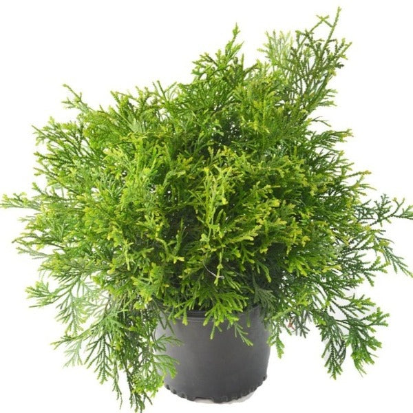 Dwarf Hiba Cedar for Sale | Garden Goods Direct