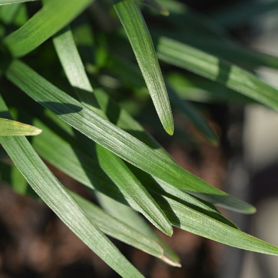 Very gorgeous dark green needles from a dwarf mondo grass